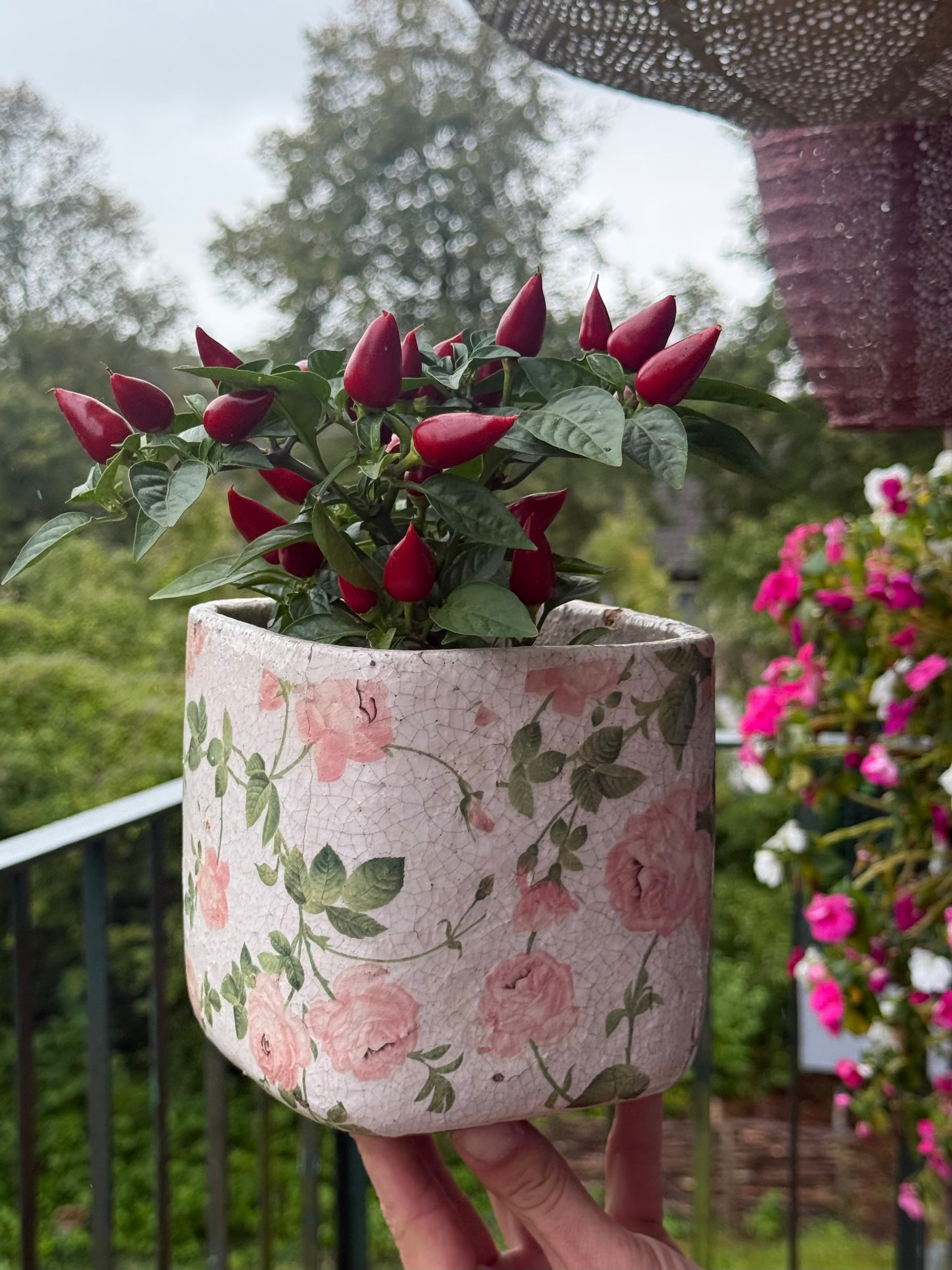 Vintage plantenbak rozen