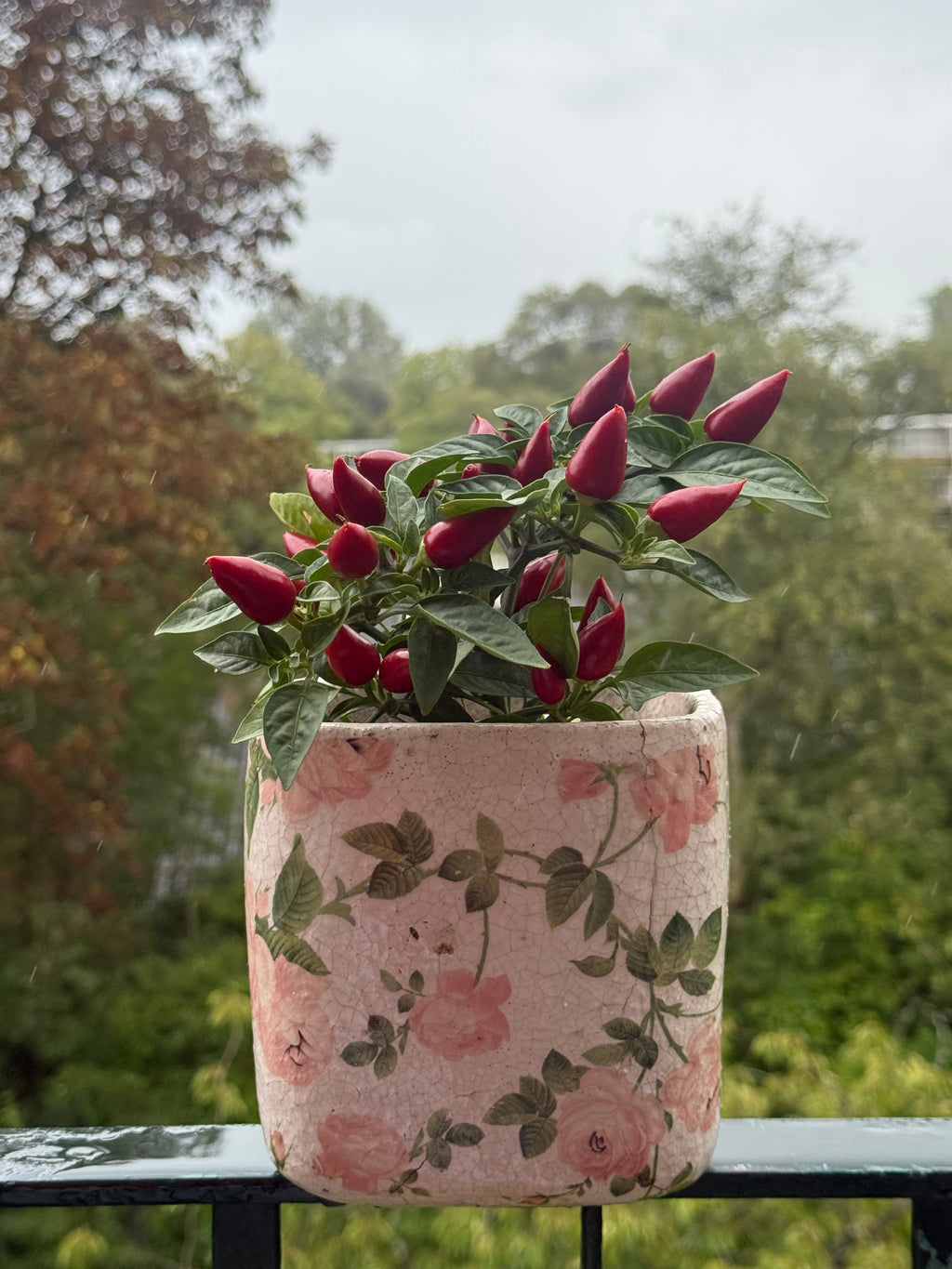 Vintage plantenbak rozen